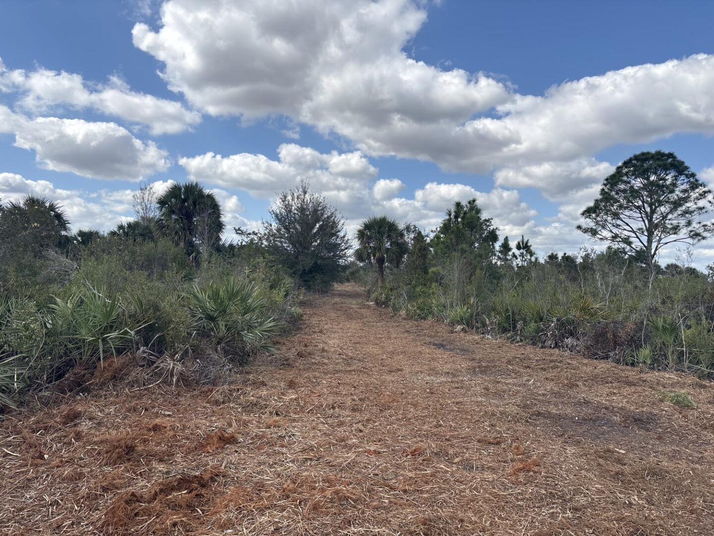 image-1.jpg