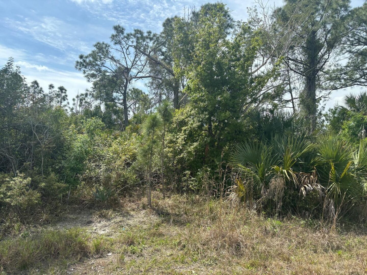land2.jpg