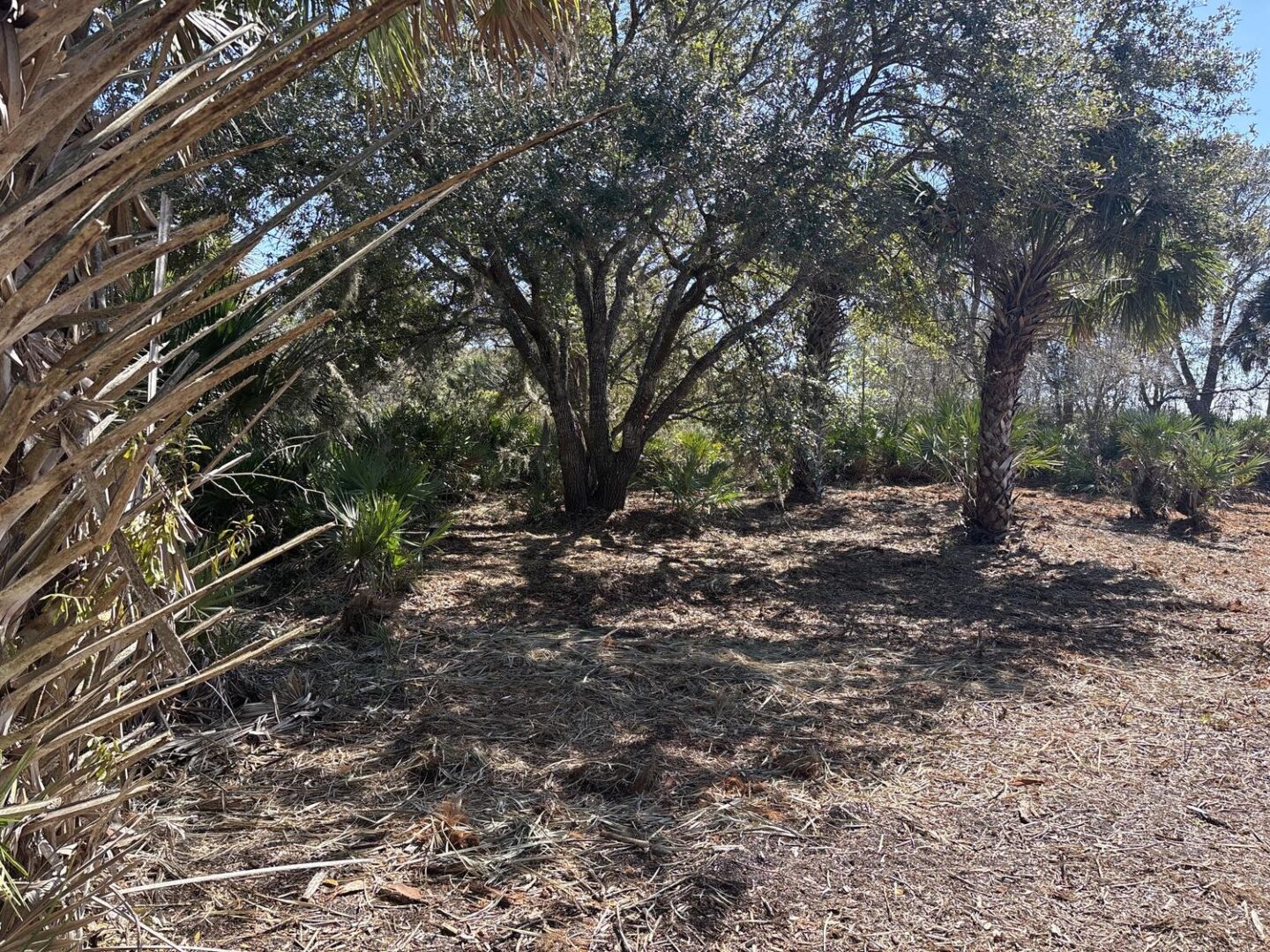 image-1.jpg