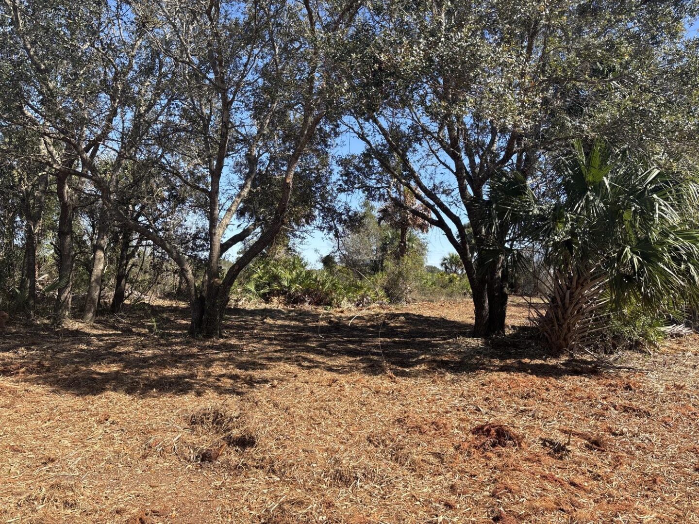 image-3.jpg