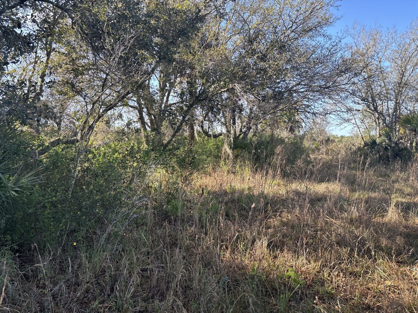 img_6593.jpeg