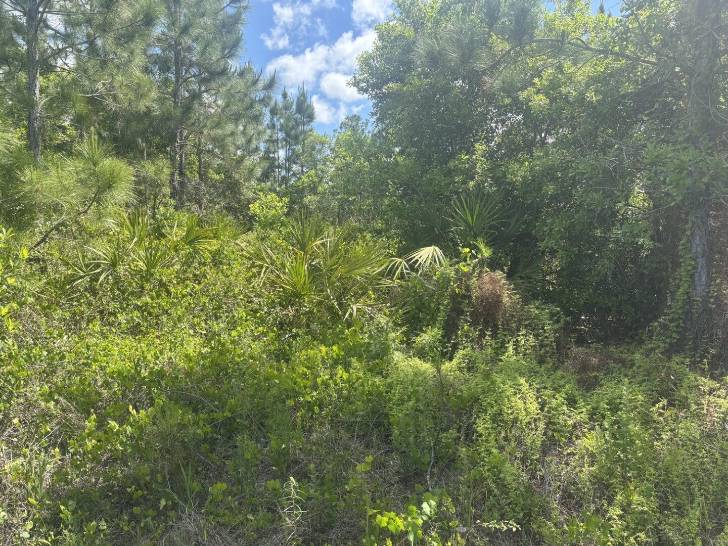 img_7451.jpeg
