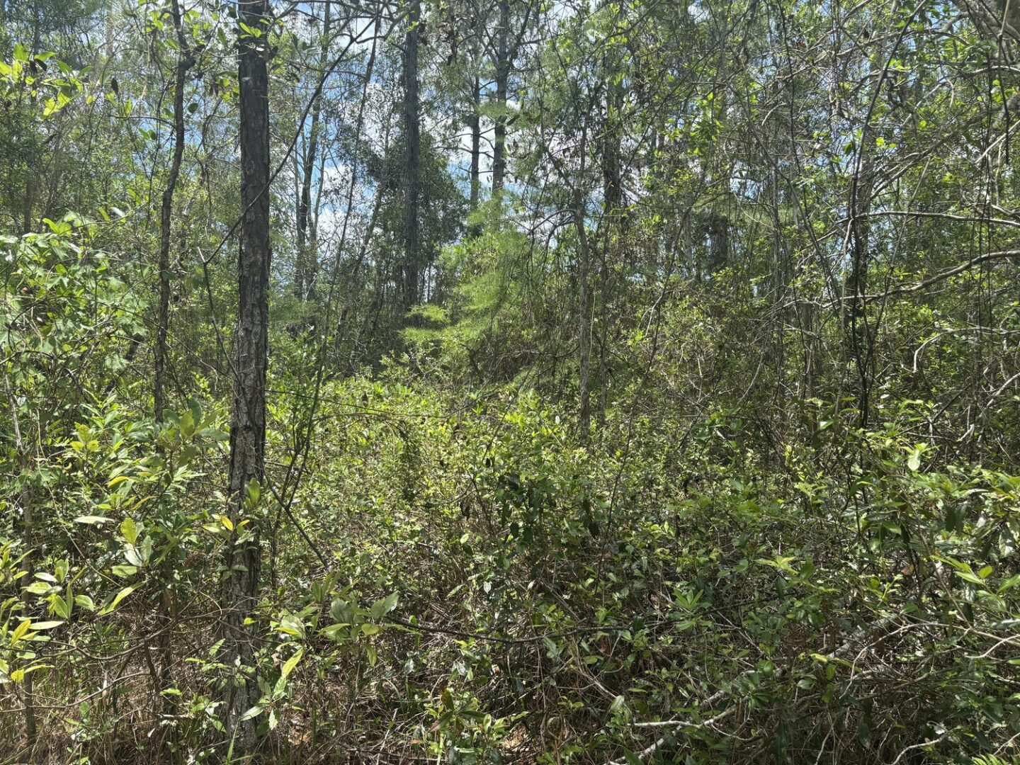 img_7962.jpeg