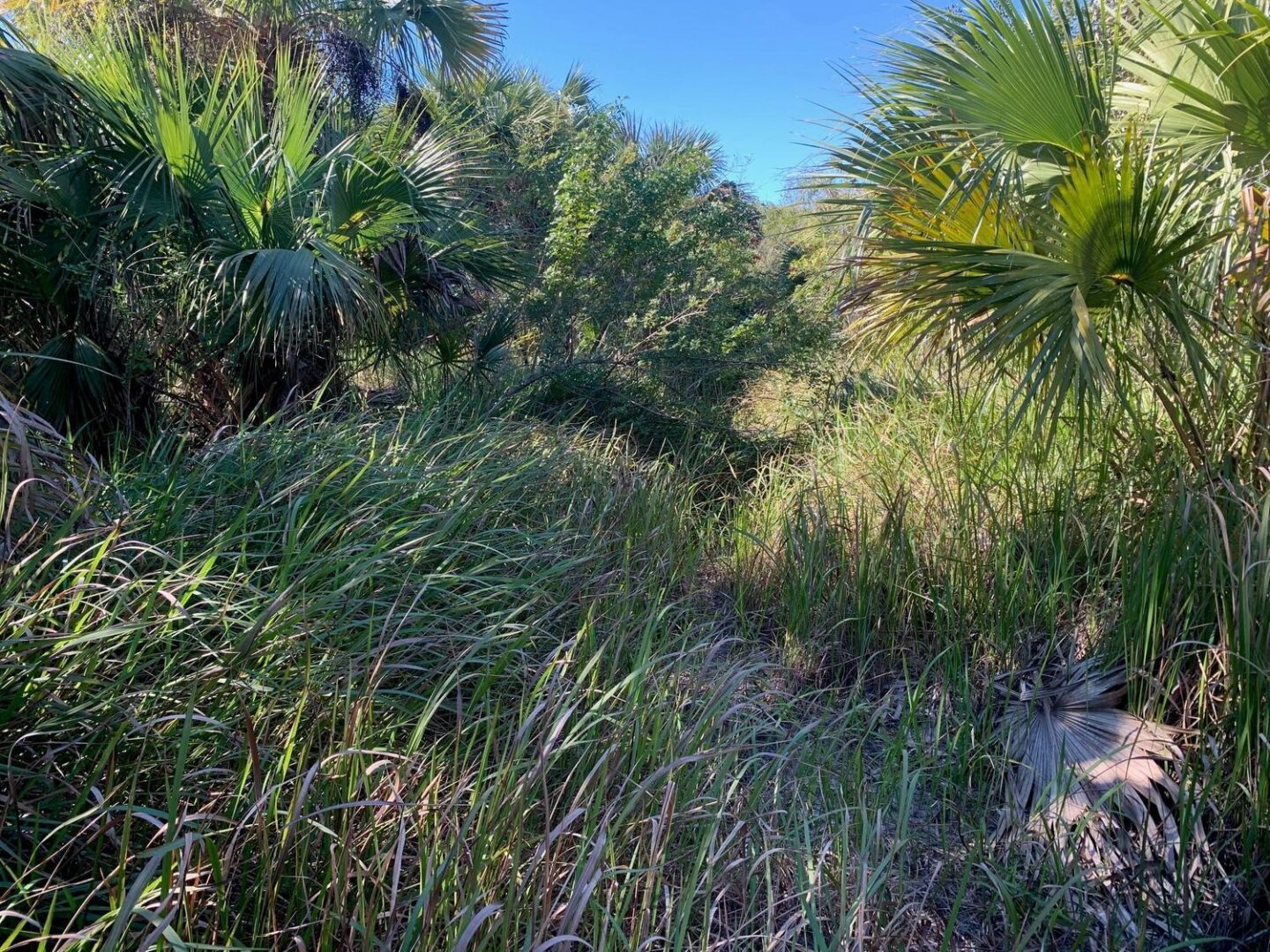 zoomingroundtrees.jpg